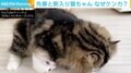 お兄ちゃんが使ってるものが欲しい？ 突撃する新入り猫、最終的には先輩猫が譲歩