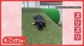 「滑るワン」 脚ダランで斜面をズリズリ おなかで滑り落ちるワンちゃん なぜ?