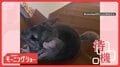 ハウス?おやつ?猛ダッシュした先は… 音に反応するチンチラさん 聞き分けてるの?
