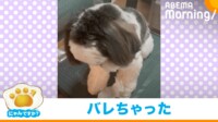 【映像】イタズラがばれて猛反省するシーズー