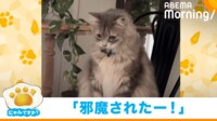 【映像】遊びを邪魔され“いじけて”そっぽを向く猫