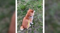 柴犬の“尻尾フリフリ”→全力ダッシュ