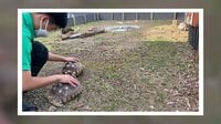 【映像】甲羅をなでると…リクガメが“踊る”瞬間