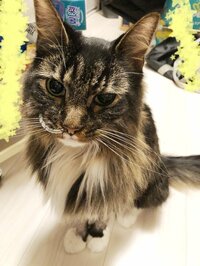 キンタロー。『無事につきました！』