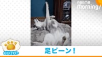 【映像】何かと交信中？独特な寝相の犬
