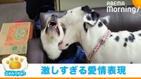 初プールに ビビる 犬 飼い主に力強くしがみつく姿が話題 パニック 話題 Abema Times