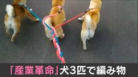 【映像】見事な三つ編みを完成させる3匹の柴犬