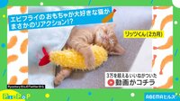 【映像】おもちゃを抱く猫 飼い主の質問に“まさかのリアクション”で返答