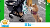 【映像】カートの“予想外”な動きに戸惑う柴犬(自力で押す姿も)