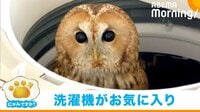 消えたフクロウ、洗濯機の中から視線が