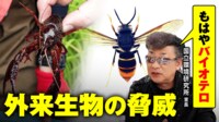 【映像】「もはやバイオテロ」外来生物の脅威