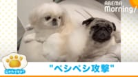 【映像】妹犬のイタズラに困惑する姉犬