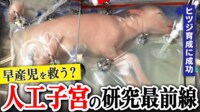 【映像】人工子宮が早産児を救う？生命倫理の課題も