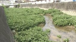 松山市の川でクレソン大繁殖　食べ残し流れ込み育ったか　寄生虫に注意必要