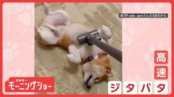 「ジタバタするワン」　おなかを掃除機で吸われたいワンちゃん　ワンモアタイム？