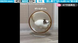 激しすぎて回し車ごと動いてしまう！ 全力疾走し続けるチンチラが悶絶級の可愛さ「とっとこハム太郎思い出す」