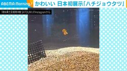 成長しても2cm、つぶらな瞳に飼育員「こんなかわいい生き物が」 高知の水族館で日本初展示