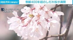 山梨の身延山久遠寺で樹齢400年しだれ桜見ごろ