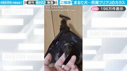 飼い主「今日も尻尾ふりふりの犬です」←喉元をなでられ、尾羽をブンブン振るカラスに「わんこすぎる」「ラブラドールですね」と反響
