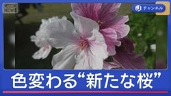 花の色が変わる？熊本城で新発見“不思議な桜”を追跡