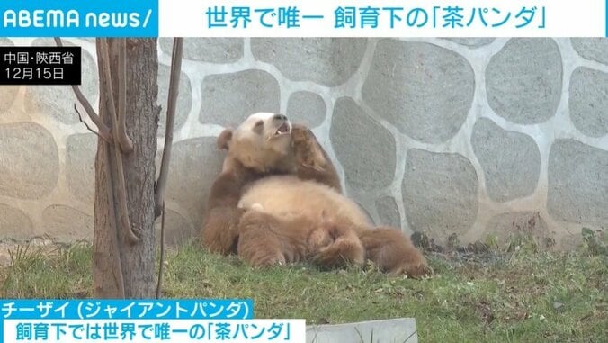 くつろぐ「チーザイ」
