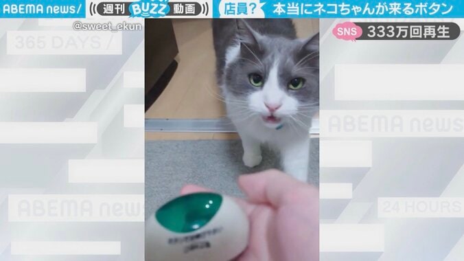 ピンポーン→「にゃー」と駆けつける猫 まるで店員のような反応に「予想の数倍気持ちいい挨拶」「迅速な対応」反響続々 1枚目