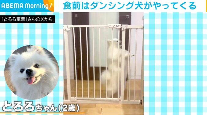 ポメラニアンのとろろちゃん