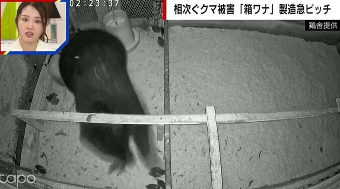 クマが小さな鳥に襲いかかる様子