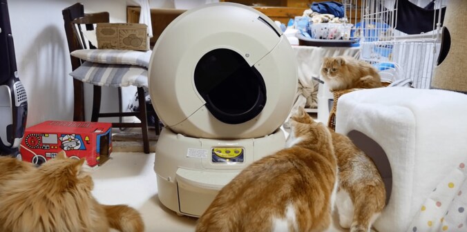 もふもふ“猫マンション”で大合戦にゃ！　寝床や自動トイレに興奮するマンチカンズ 2枚目