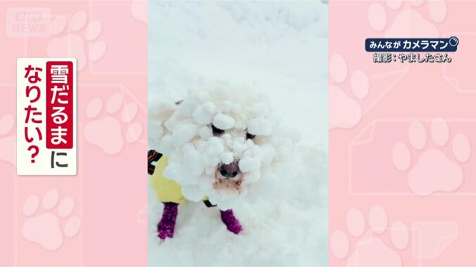 なぜ雪だらけ？