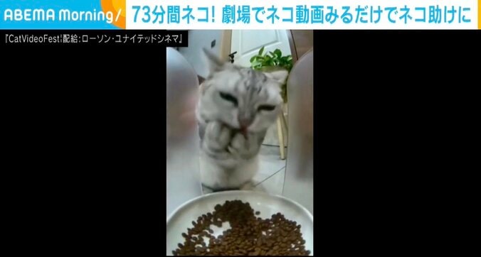 『CatVideoFest』