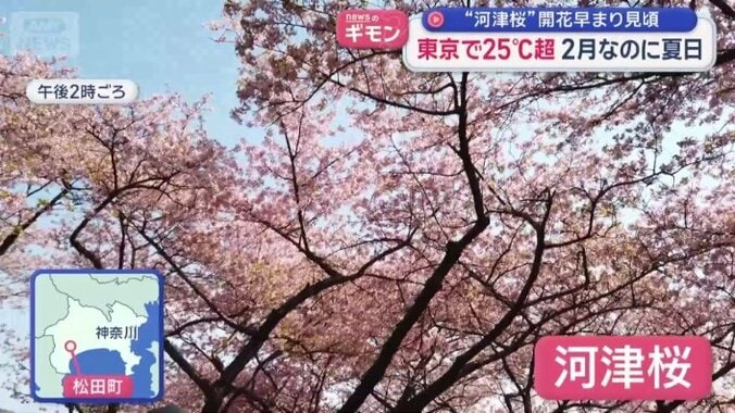 河津桜