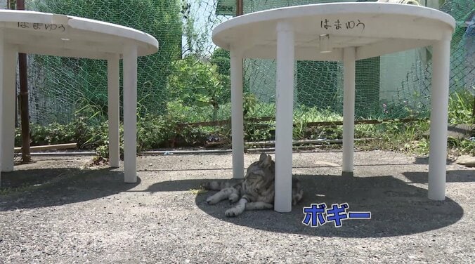 春ですにゃ〜！ 人気「旅猫ロマン」シリーズ、週末に3タイトル初放送 8枚目