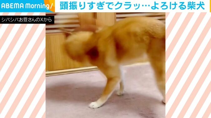 柴犬のようこちゃん