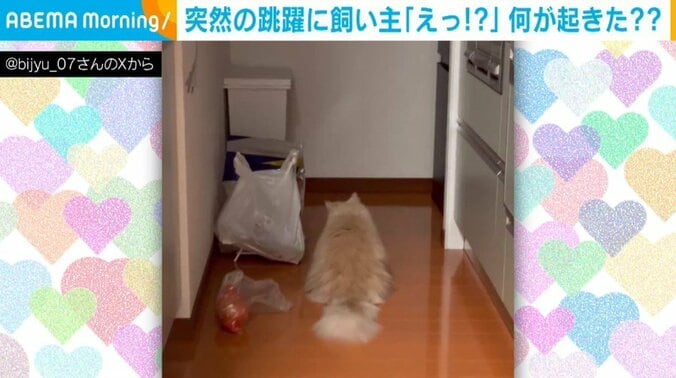 【写真・画像】何が起きた?? 飼い主も驚く猫の“突然の跳躍”に「すげー飛んでるw」「脚力えぐ」とツボっちゃう人続出　1枚目