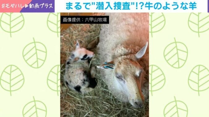 うっしーくん