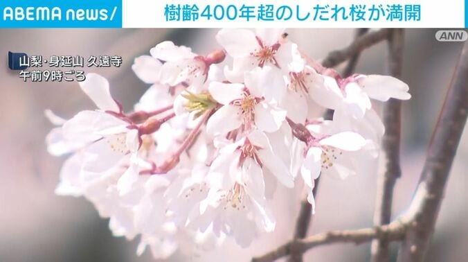 しだれ桜