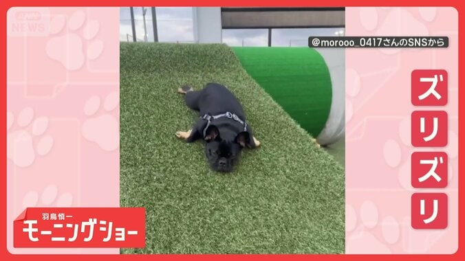「滑るワン」　脚ダランで斜面をズリズリ　おなかで滑り落ちるワンちゃん　なぜ？ 1枚目