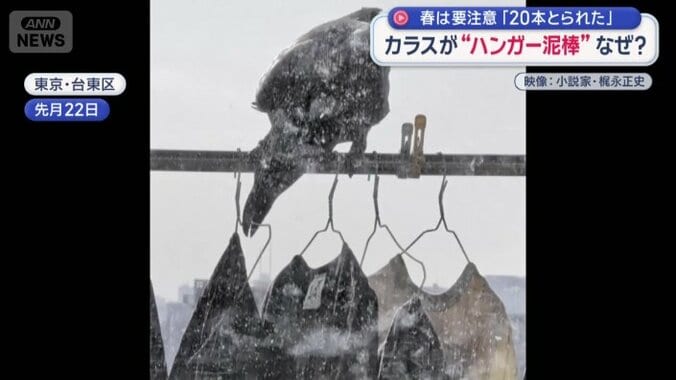 洗濯物を落とすカラス