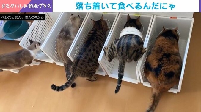 猫の驚きの食べ方