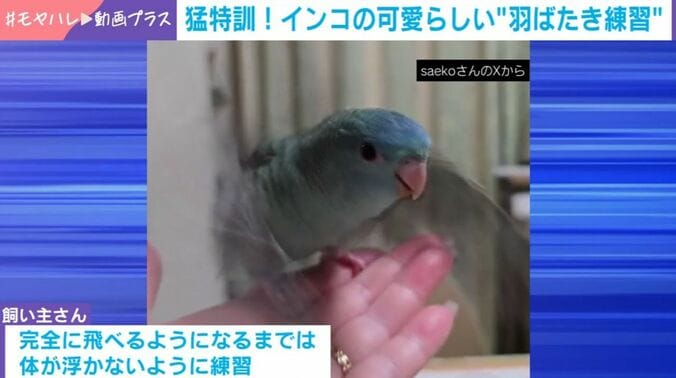 ネモくん