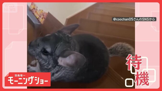 ハウス？おやつ？猛ダッシュした先は…　音に反応するチンチラさん　聞き分けてるの？ 1枚目