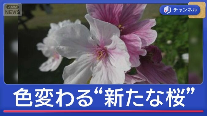 花の色が変わる？熊本城で新発見“不思議な桜”を追跡 1枚目