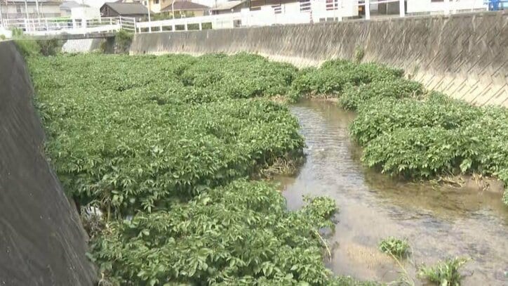 松山市の川でクレソン大繁殖 食べ残し流れ込み育ったか 寄生虫に注意必要