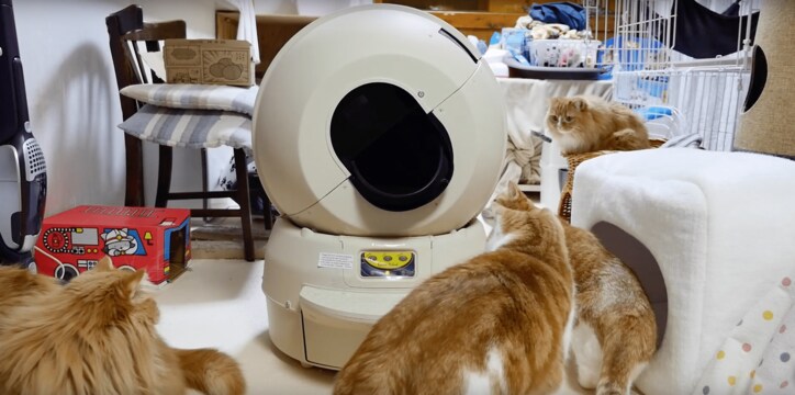 もふもふ“猫マンション”で大合戦にゃ! 寝床や自動トイレに興奮するマンチカンズ