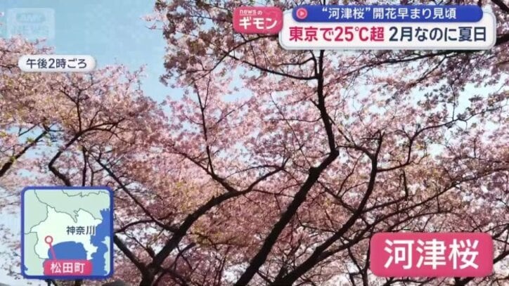 河津桜