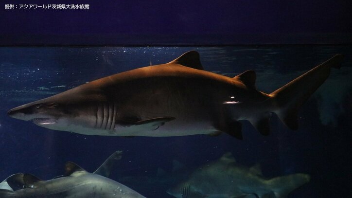 【サメの見分け方】アクアワールド茨城県大洗水族館にいるサメ｢シロワニ｣を見分けよう