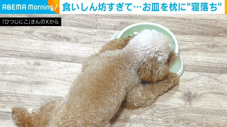 トイプードルのうたちゃん(2歳)