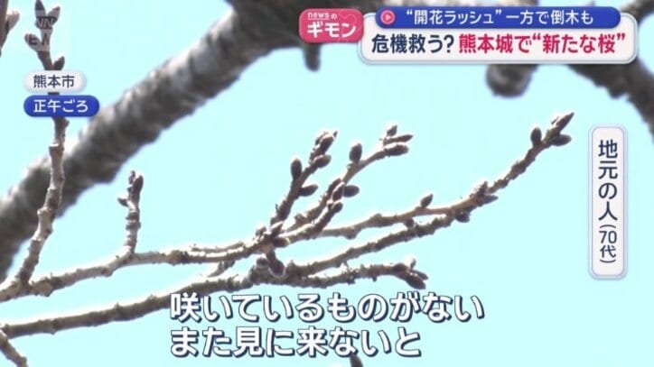 名前のない桜　19日時点ではまだ蕾