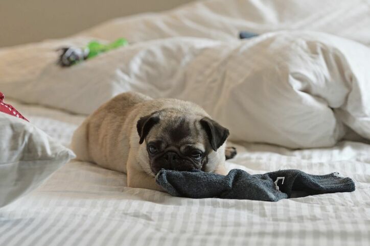 AK男子を振り回すのは…可愛すぎるパグ！『別冊 東京独身男子』第2夜は太郎ちゃんの部屋に犬がやって来る！